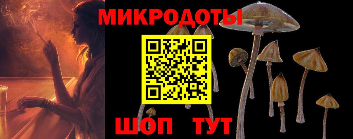 Псилоцибиновые грибы Psilocybe Минусинск